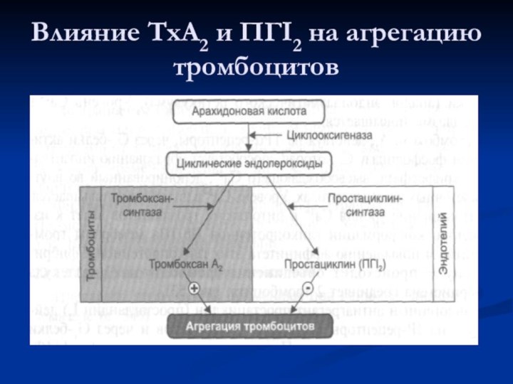 Влияние ТхА2 и ПГI2 на агрегацию тромбоцитов