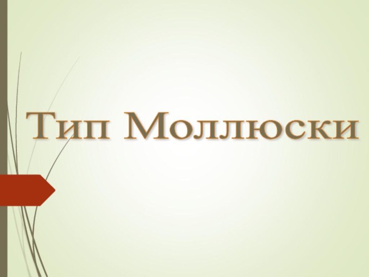 Тип Моллюски