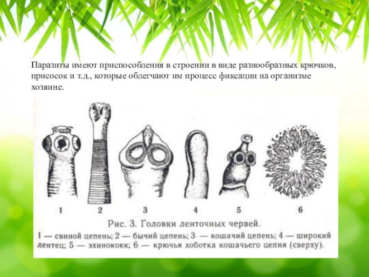 Паразиты имеют приспособления в строении в виде разнообразных крючков, присосок и т.д.,