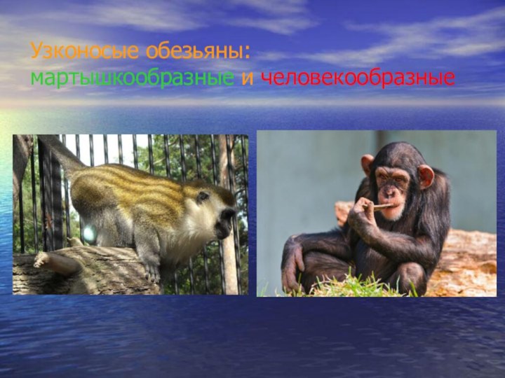 Узконосые обезьяны: мартышкообразные и человекообразные
