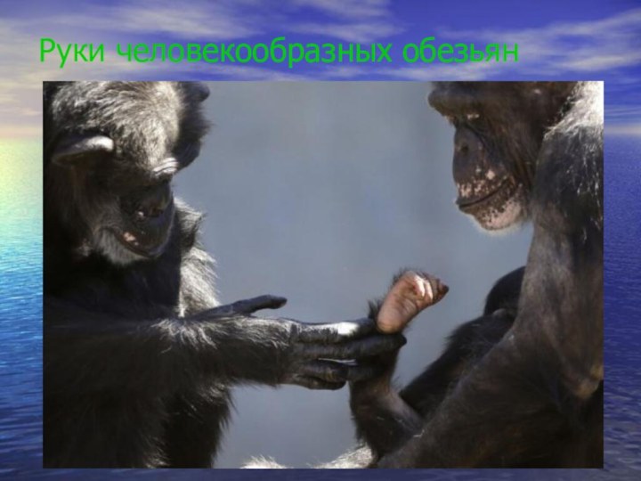 Руки человекообразных обезьян