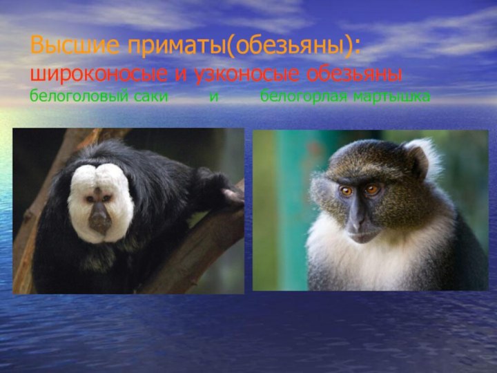 Высшие приматы(обезьяны): широконосые и узконосые обезьяны белоголовый саки    и