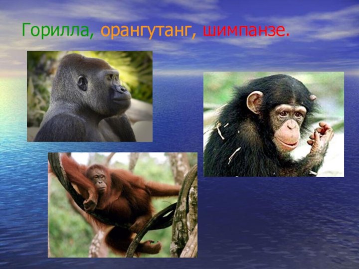 Горилла, орангутанг, шимпанзе.