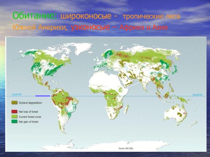 Обитание: широконосые - тропические леса Южной Америки, узконосые – Африка и Азия