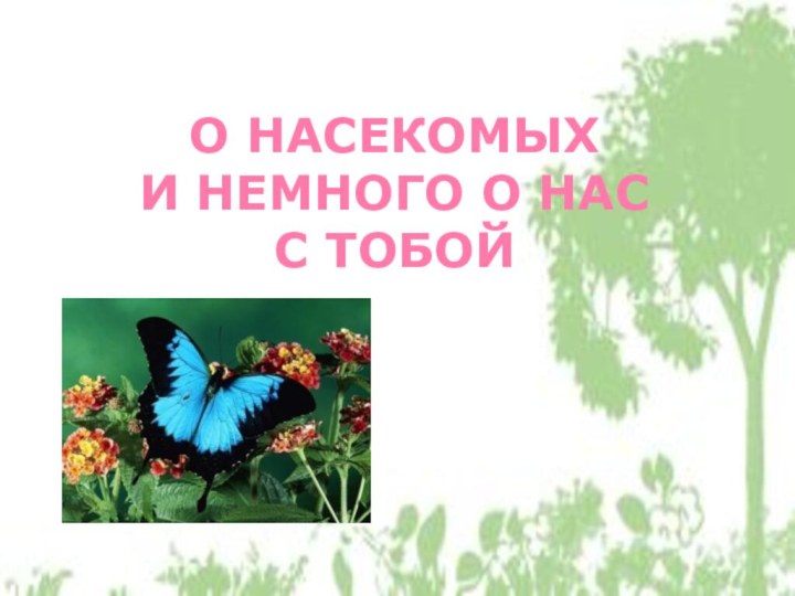 О НАСЕКОМЫХ  И НЕМНОГО О НАС  С ТОБОЙ