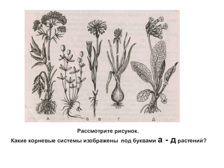 Рассмотрите рисунок. Какие корневые системы изображены под буквами а - д растений?