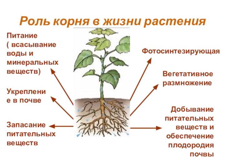 Роль корня в жизни растения Укрепление в почвеВегетативное размножениеЗапасаниепитательныхвеществПитание ( всасывание воды