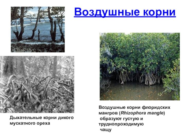 Воздушные корниДыхательные корни дикого мускатного ореха Воздушные корни флоридских мангров (Rhizophora