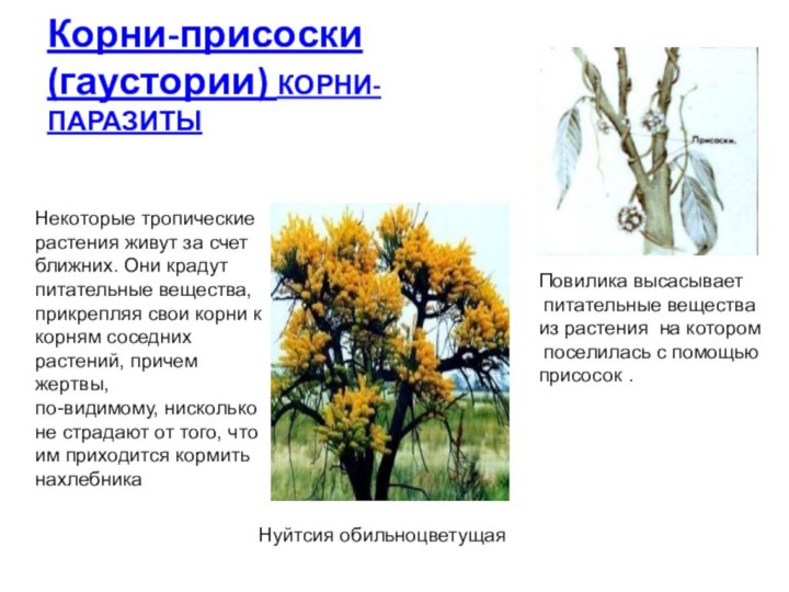Корни-присоски (гаустории) КОРНИ-ПАРАЗИТЫНекоторые тропические растения живут за счет ближних. Они крадут питательные