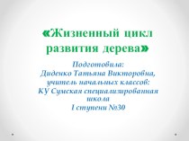 Презентация по окружающему миру на тему Жизненный цикл развития дерева