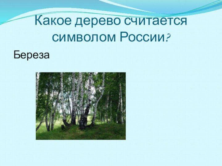 Какое дерево считается символом России?Береза