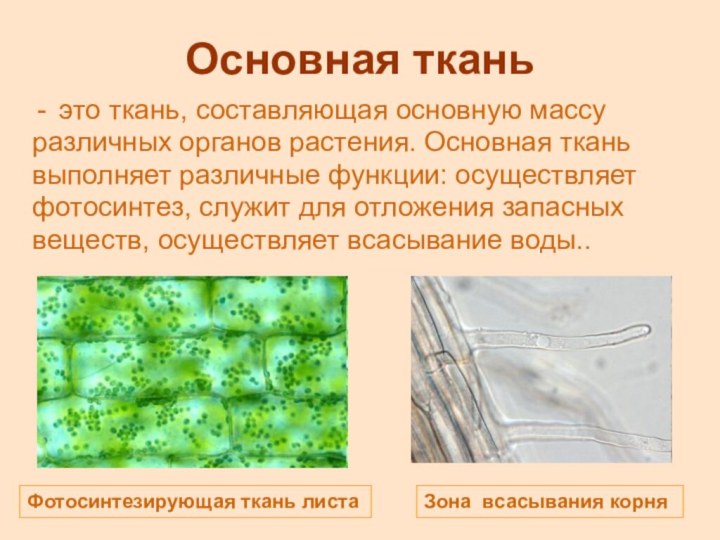 Основная тканьэто ткань, составляющая основную массу различных органов растения. Основная ткань выполняет