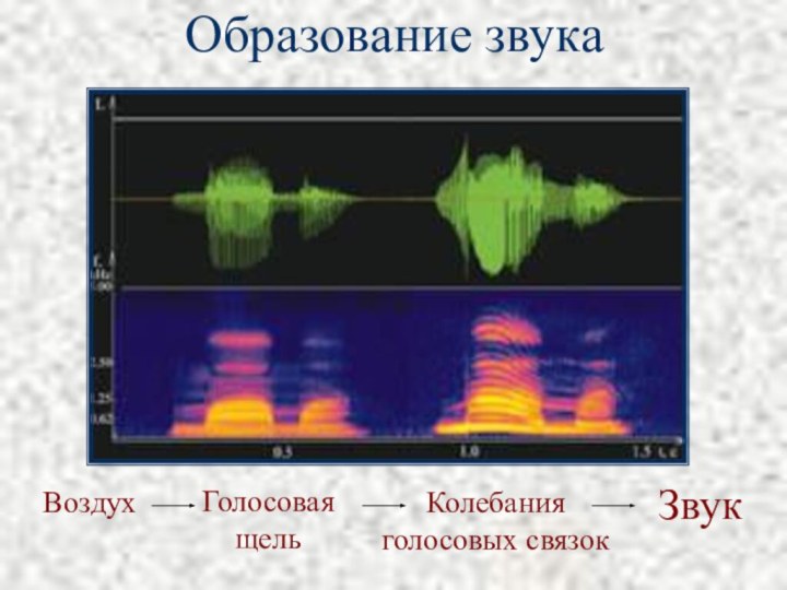 Образование звукаВоздухГолосовая щельКолебания голосовых связокЗвук