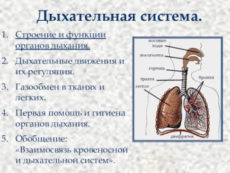 Презентация Дыхательная система(8 класс)