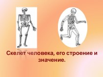 Презентация по биологии Скелет человека (8 класс)