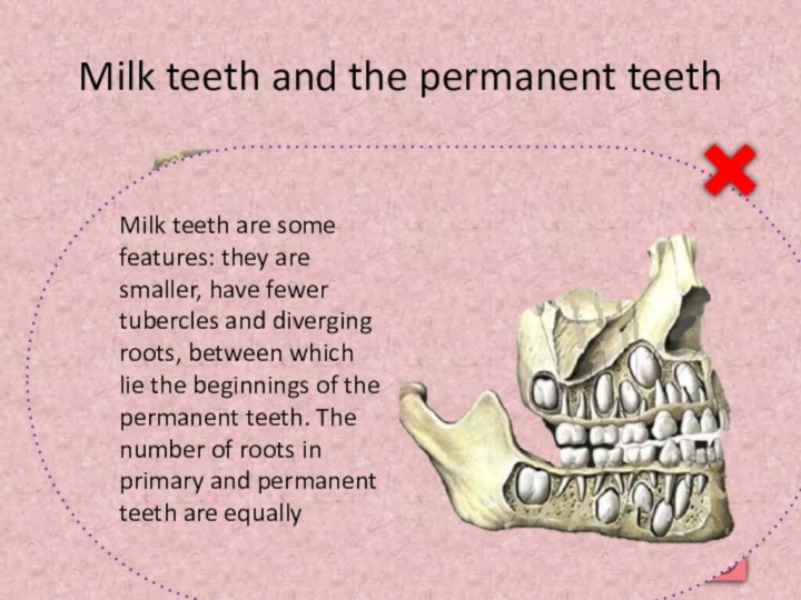 Milk teeth and the permanent teethMilk teeth are some features: they