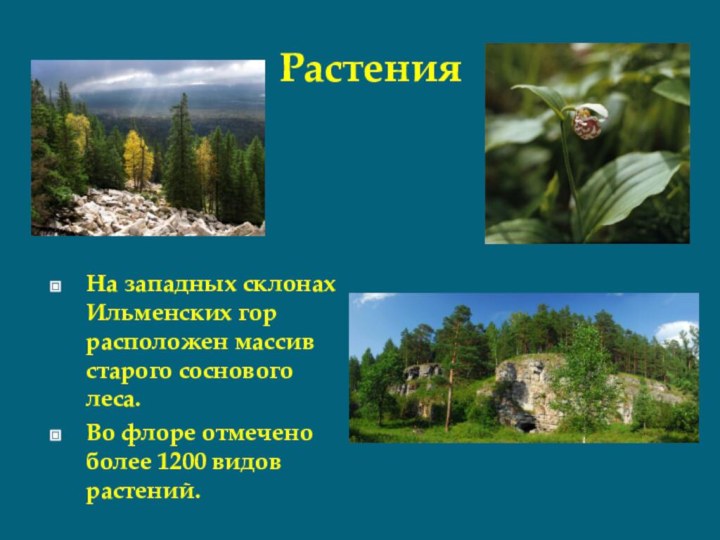 РастенияНа западных склонах Ильменских гор расположен массив старого соснового леса.