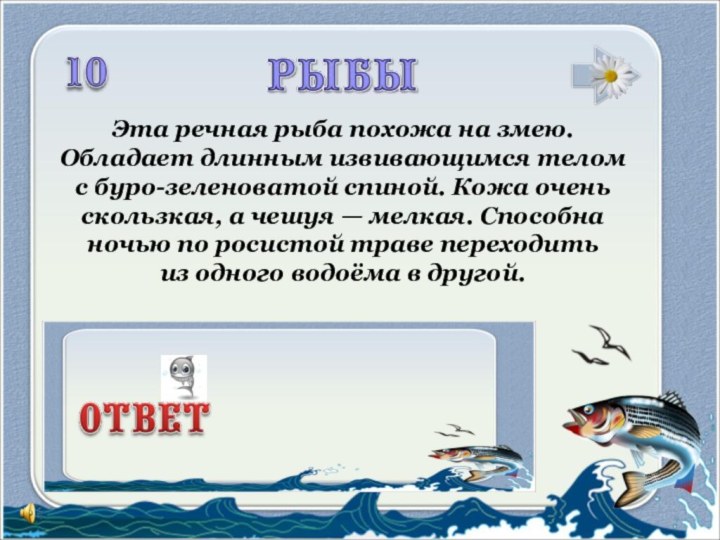 Эта речная рыба похожа на змею. Обладает длинным извивающимся телом с буро-зеленоватой