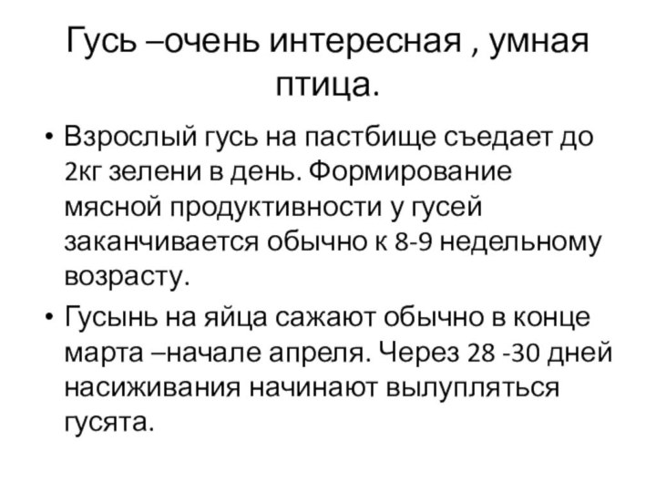 Гусь –очень интересная , умная птица.Взрослый гусь на пастбище съедает до 2кг