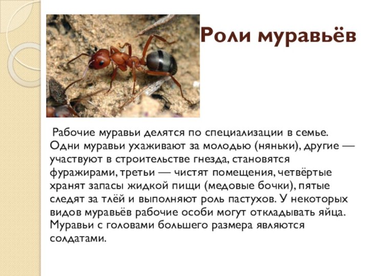 Роли муравьёв Рабочие муравьи делятся по специализации в семье. Одни муравьи