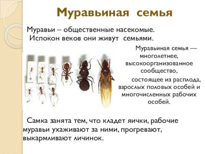Муравьиная семья Муравьи – общественные насекомые.  Испокон веков они живут