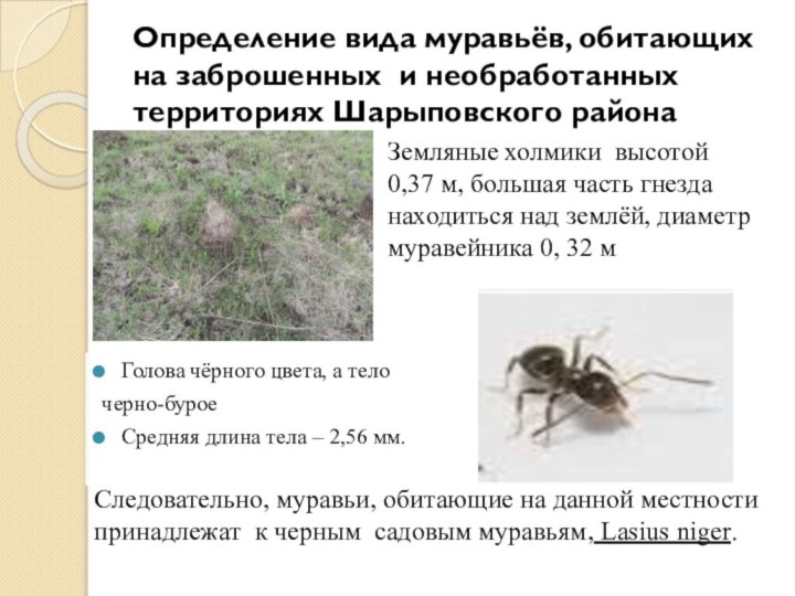 Определение вида муравьёв, обитающих на заброшенных и необработанных территориях Шарыповского районаГолова