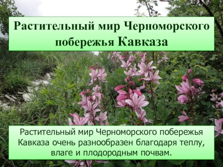 Растительный мир Черноморского побережья КавказаРастительный мир Черноморского побережья Кавказа очень разнообразен