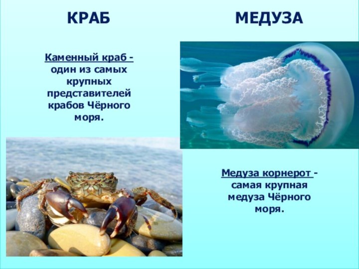 КРАБМЕДУЗАМедуза корнерот - самая крупная медуза Чёрного моря.Каменный краб - один