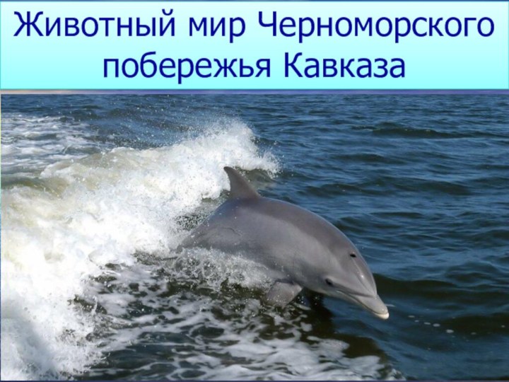 Животный мир Черноморского побережья Кавказа