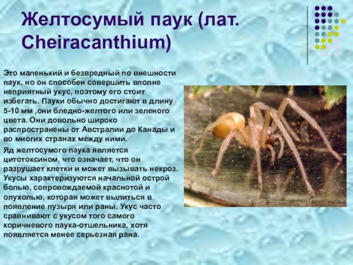 Желтосумый паук (лат. Cheiracanthium)Это маленький и безвредный по внешности паук, но он
