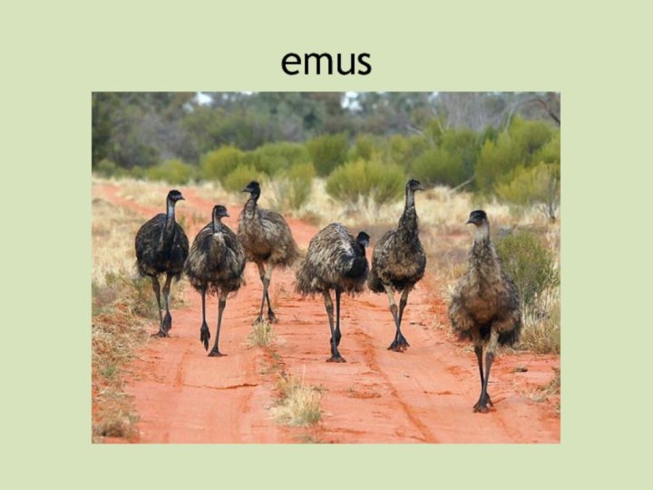 emus