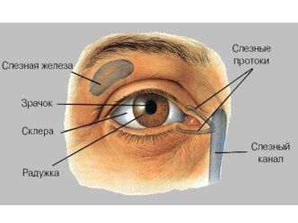 Презентация по окружающему миру на тему Глаз - орган зрения (4 класс)