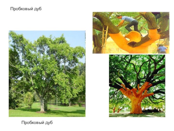 Пробковый дубПробковый дуб