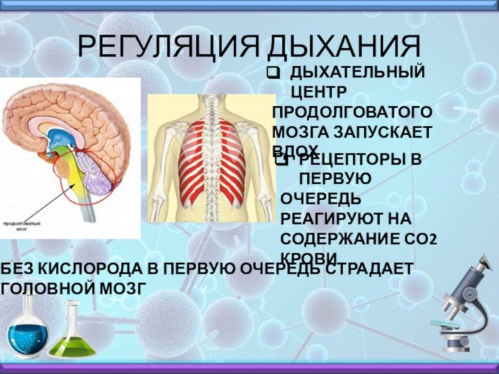 РЕГУЛЯЦИЯ ДЫХАНИЯДЫХАТЕЛЬНЫЙ ЦЕНТР ПРОДОЛГОВАТОГО МОЗГА ЗАПУСКАЕТ ВДОХРЕЦЕПТОРЫ В ПЕРВУЮ ОЧЕРЕДЬ РЕАГИРУЮТ НА