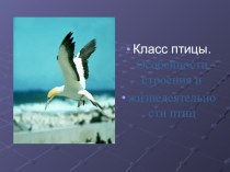 Презентация по биологии на тему: Птицы (7класс)