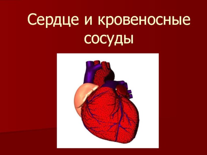 Сердце и кровеносные сосуды