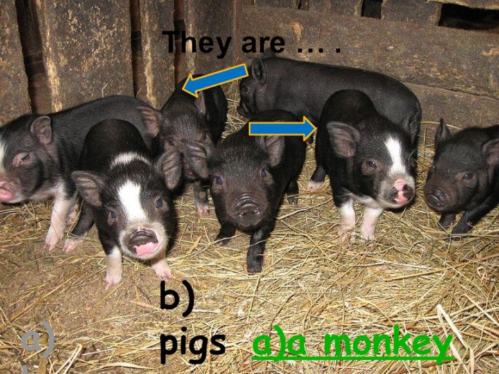 They are … .a) hensb) pigsa)a monkey