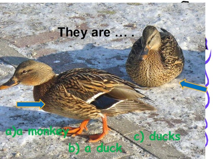 They are … .a)a monkeyb) a duckc) ducks