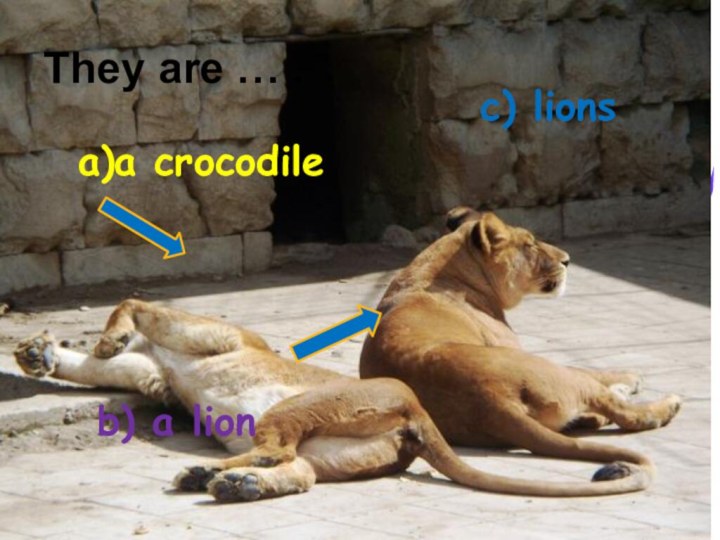 They are … .a)a crocodileb) a lionc) lions