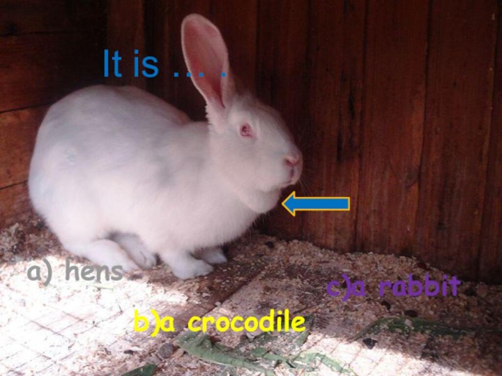 It is … .c)a rabbitb)a crocodilea) hens