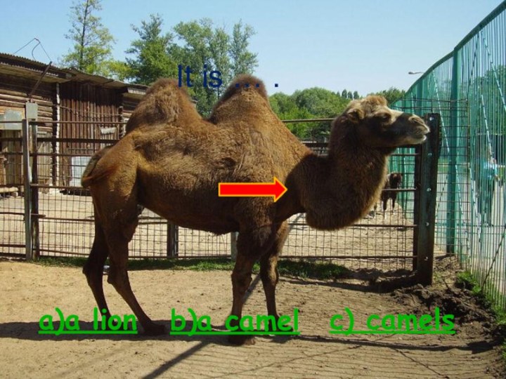 It is … .a)a lionc) camelsb)a camel