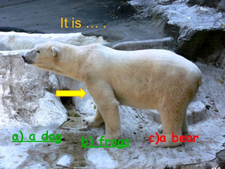 It is … .a) a dogb) frogsc)a bear