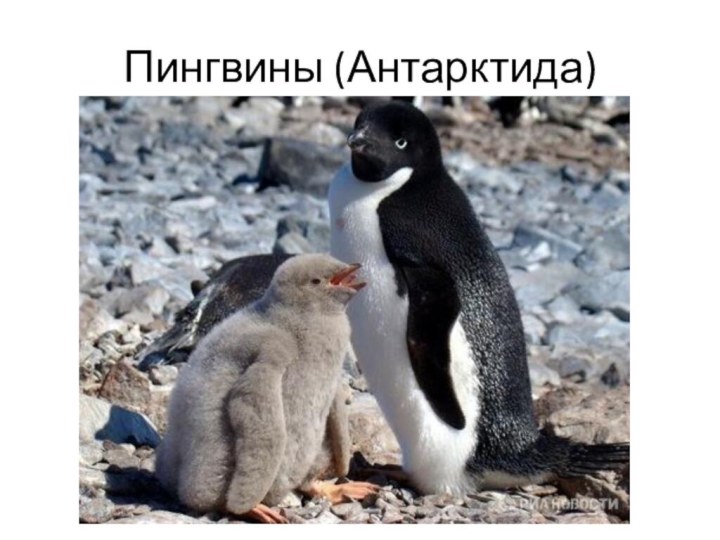 Пингвины (Антарктида)