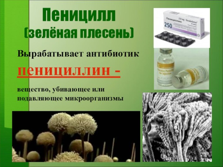 Пеницилл (зелёная плесень)Вырабатывает антибиотик пенициллин - вещество, убивающее или подавляющее микроорганизмы