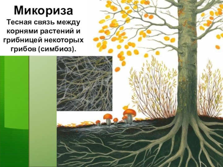 Микориза Тесная связь между корнями растений и грибницей некоторых грибов (симбиоз).