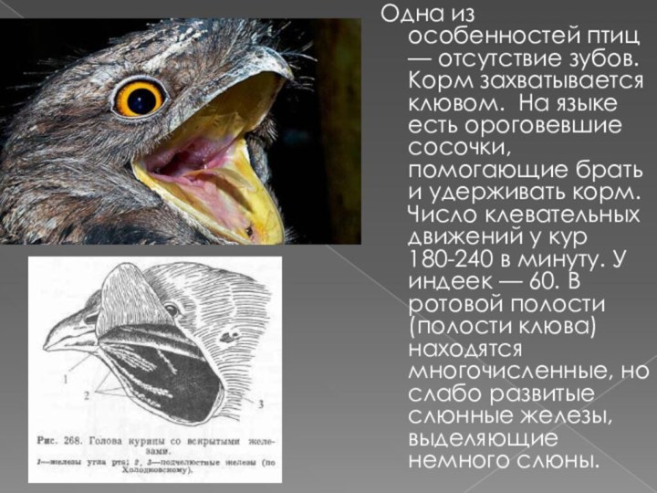 Одна из особенностей птиц — отсутствие зубов. Корм захватывается клювом. На языке