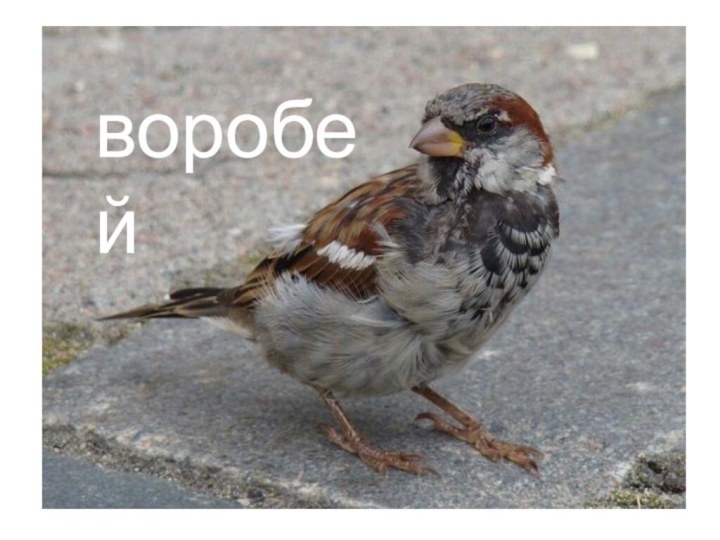 воробей