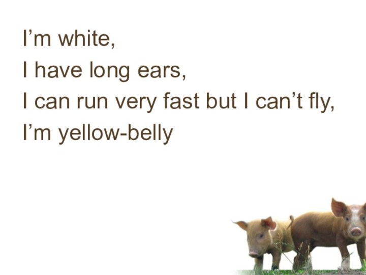I’m white,I have long ears,I can run very fast but I can’t fly,I’m yellow-belly