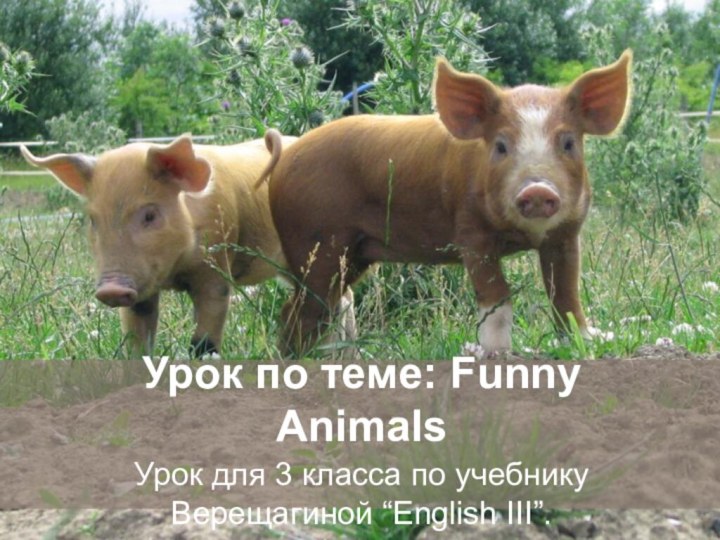 Урок по теме: Funny AnimalsУрок для 3 класса по учебнику Верещагиной “English III”.