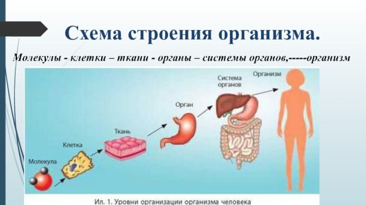 Схема строения организма.